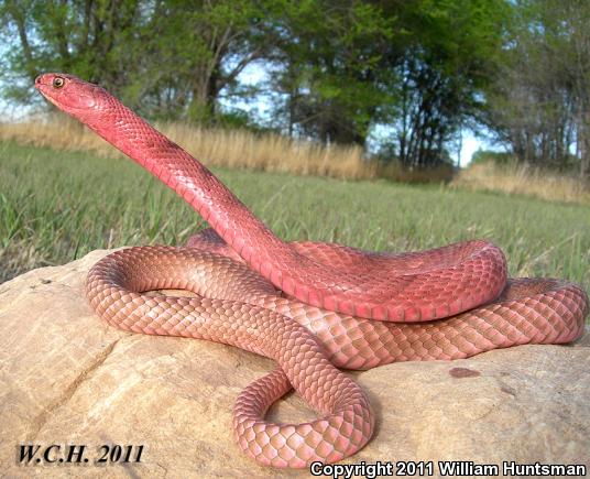 Western Coachwhip (Coluber flagellum testaceus)