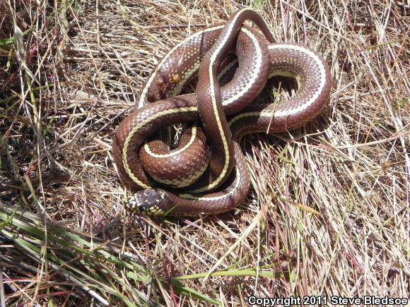 California Kingsnake (Lampropeltis getula californiae)