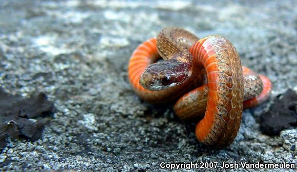 Northern Red-bellied Snake (Storeria occipitomaculata occipitomaculata)