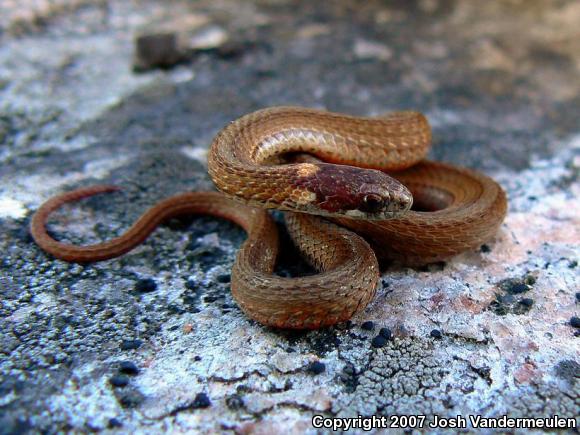 Northern Red-bellied Snake (Storeria occipitomaculata occipitomaculata)