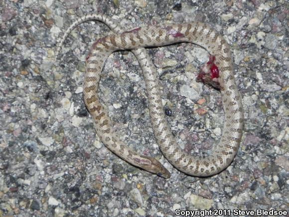 Desert Glossy Snake (Arizona elegans eburnata)