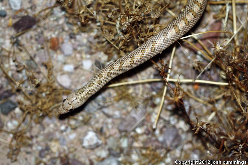 Glossy Snake (Arizona elegans)