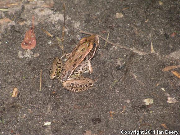 Southern Leopard Frog (Lithobates sphenocephalus utricularius)