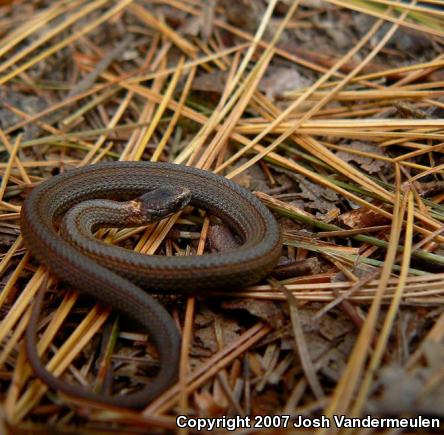 Northern Red-bellied Snake (Storeria occipitomaculata occipitomaculata)