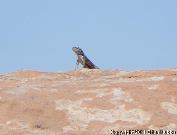 Northern Sagebrush Lizard (Sceloporus graciosus graciosus)