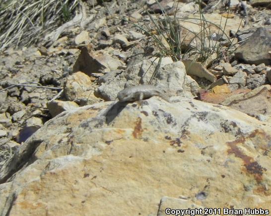 Southwestern Fence Lizard (Sceloporus cowlesi)