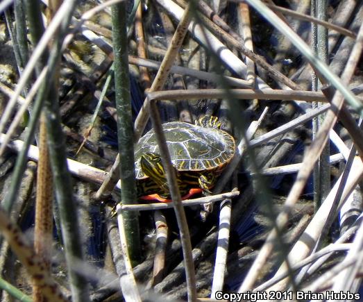 Western Painted Turtle (Chrysemys picta bellii)