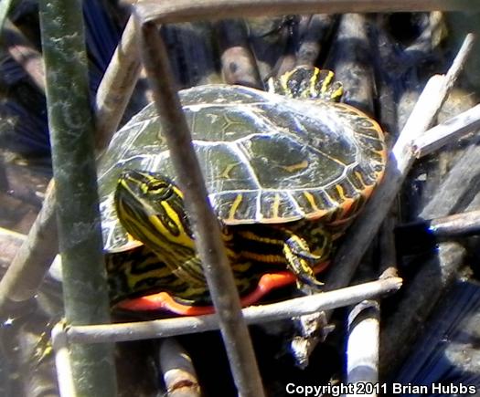 Western Painted Turtle (Chrysemys picta bellii)