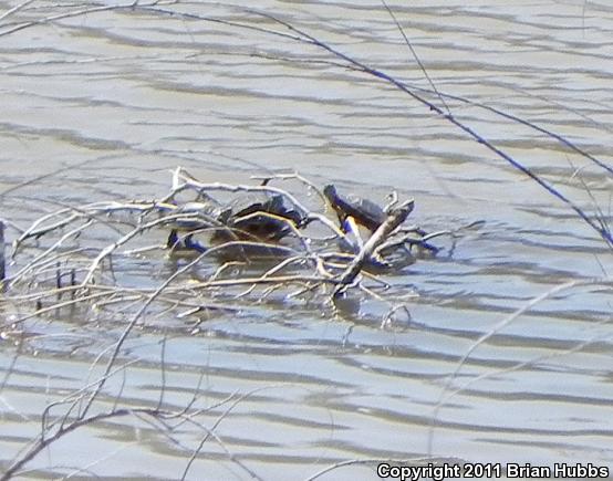 Red-eared Slider (Trachemys scripta elegans)