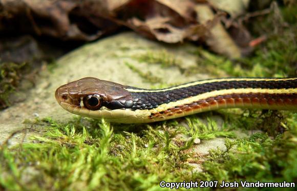 Northern Ribbonsnake (Thamnophis sauritus septentrionalis)