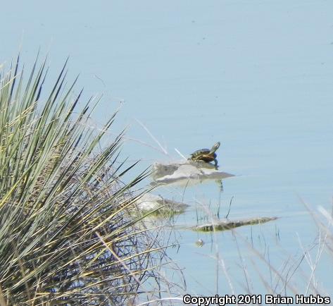 Red-eared Slider (Trachemys scripta elegans)