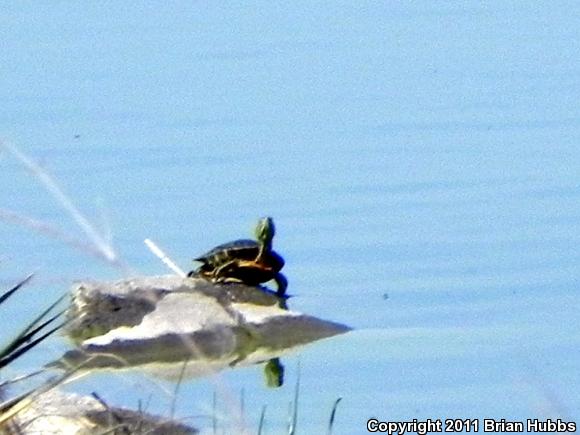 Red-eared Slider (Trachemys scripta elegans)