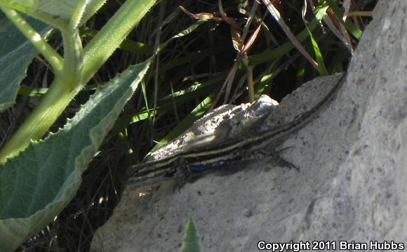 Prairie Lizard (Sceloporus consobrinus)