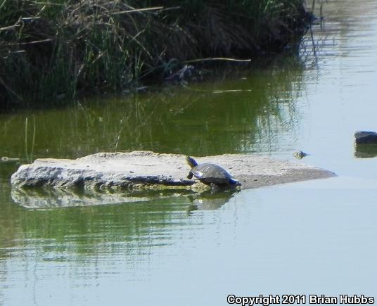 Red-eared Slider (Trachemys scripta elegans)