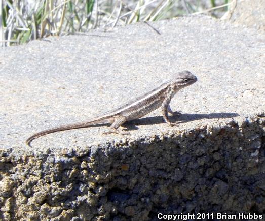 Prairie Lizard (Sceloporus consobrinus)