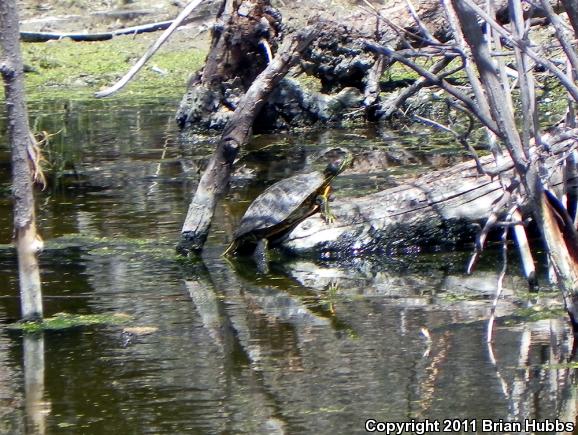 Red-eared Slider (Trachemys scripta elegans)