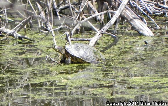 Red-eared Slider (Trachemys scripta elegans)