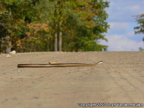 Northern Ribbonsnake (Thamnophis sauritus septentrionalis)