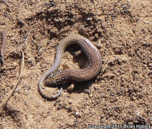 Great Plains Skink (Plestiodon obsoletus)