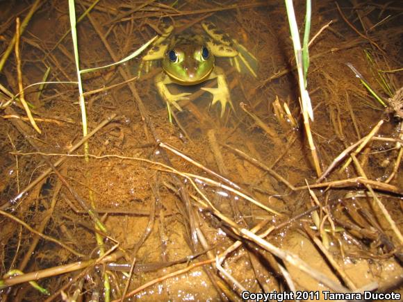 American Bullfrog (Lithobates catesbeianus)