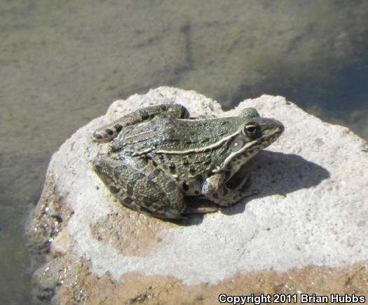 Plains Leopard Frog (Lithobates blairi)