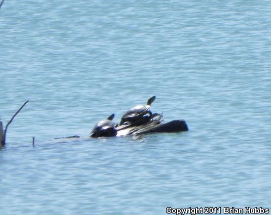 Red-eared Slider (Trachemys scripta elegans)