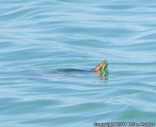 Red-eared Slider (Trachemys scripta elegans)