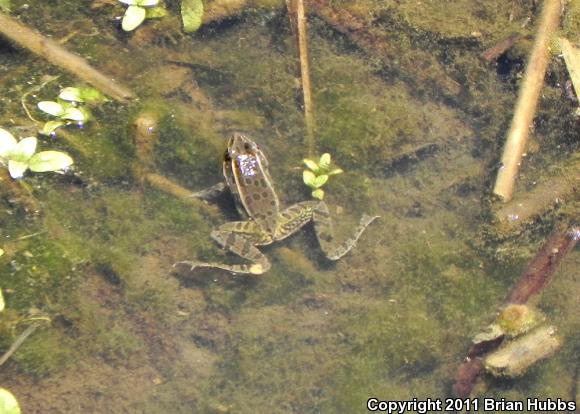 Plains Leopard Frog (Lithobates blairi)