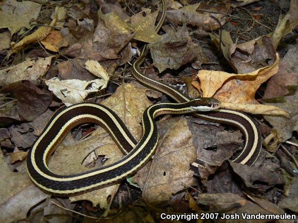 Northern Ribbonsnake (Thamnophis sauritus septentrionalis)