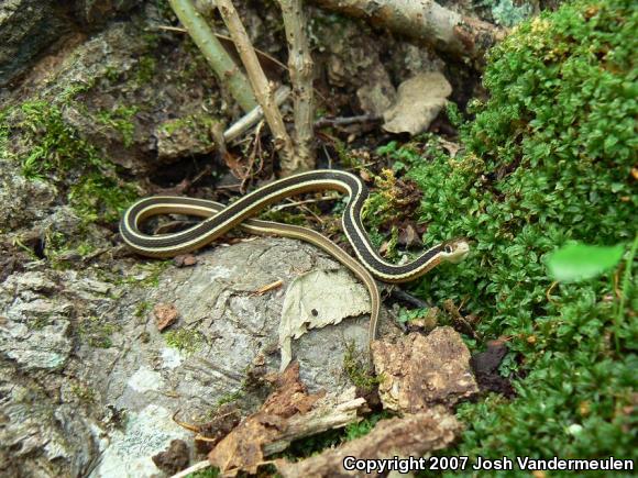 Northern Ribbonsnake (Thamnophis sauritus septentrionalis)