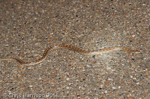 Texas Glossy Snake (Arizona elegans arenicola)