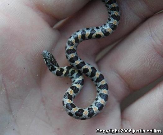 Short-tailed Snake (Lampropeltis extenuata)