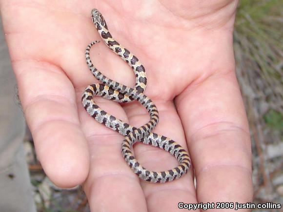 Short-tailed Snake (Lampropeltis extenuata)