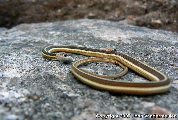 Northern Ribbonsnake (Thamnophis sauritus septentrionalis)