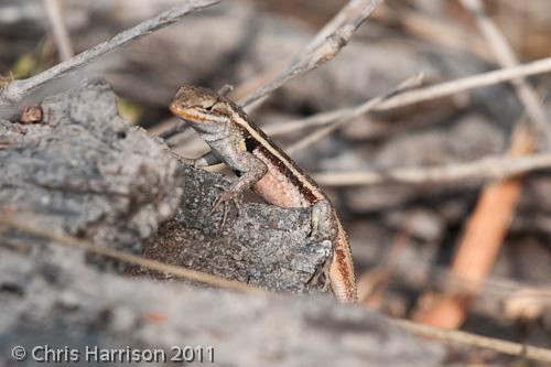 Texas Rose-bellied Lizard (Sceloporus variabilis marmoratus)