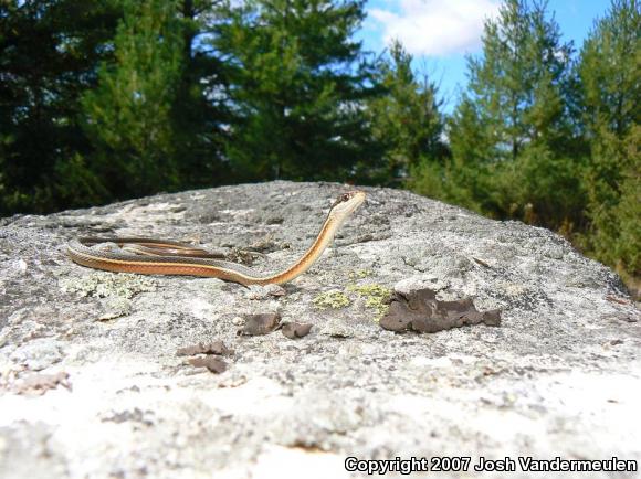 Northern Ribbonsnake (Thamnophis sauritus septentrionalis)