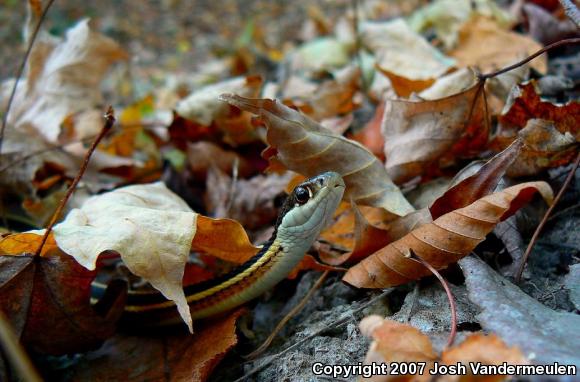 Northern Ribbonsnake (Thamnophis sauritus septentrionalis)