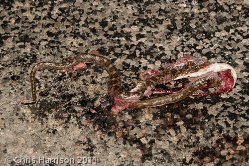 Texas Glossy Snake (Arizona elegans arenicola)