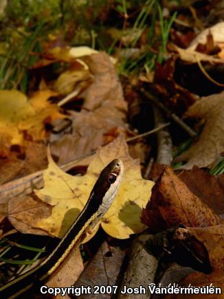 Northern Ribbonsnake (Thamnophis sauritus septentrionalis)