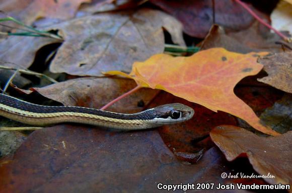 Northern Ribbonsnake (Thamnophis sauritus septentrionalis)