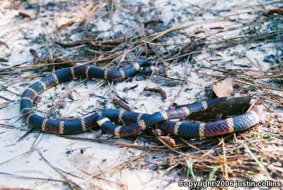 Texas Coralsnake (Micrurus tener tener)