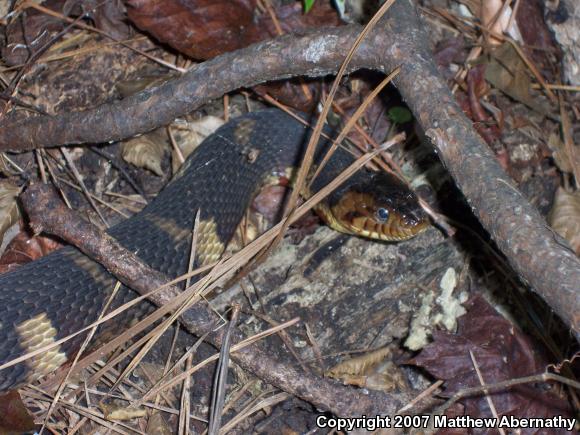 Broad-banded Watersnake (Nerodia fasciata confluens)