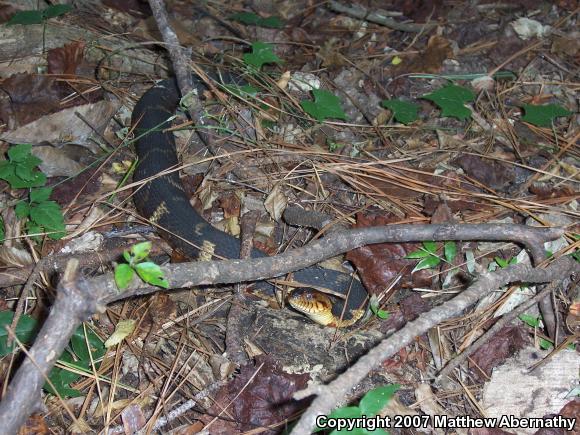 Broad-banded Watersnake (Nerodia fasciata confluens)