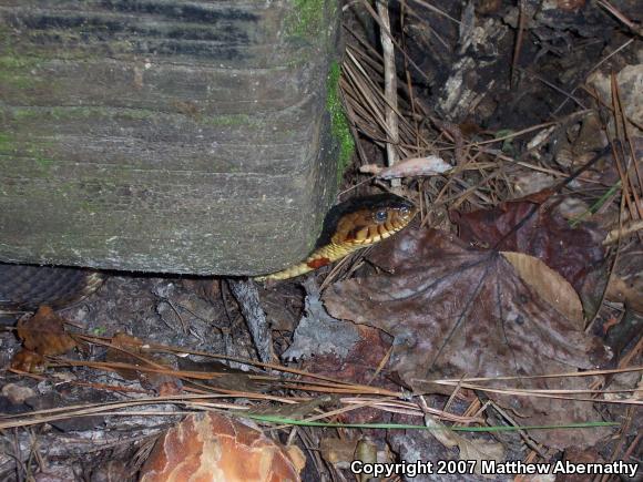 Broad-banded Watersnake (Nerodia fasciata confluens)