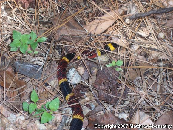 Texas Coralsnake (Micrurus tener tener)