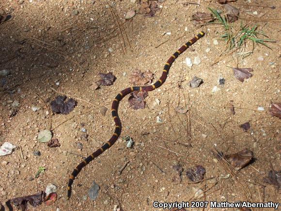 Texas Coralsnake (Micrurus tener tener)