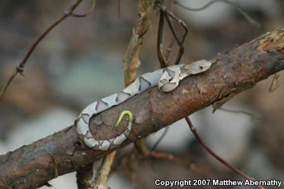 Southern Copperhead (Agkistrodon contortrix contortrix)