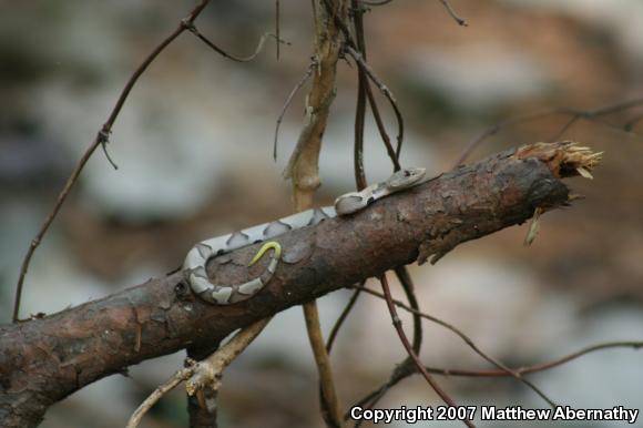 Southern Copperhead (Agkistrodon contortrix contortrix)