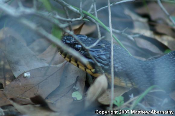 Yellow-bellied Watersnake (Nerodia erythrogaster flavigaster)