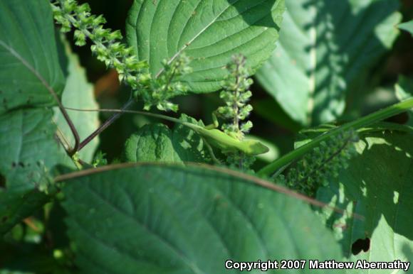 Northern Green Anole (Anolis carolinensis carolinensis)